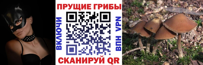 как найти   Белоозёрский  Галлюциногенные грибы мицелий 